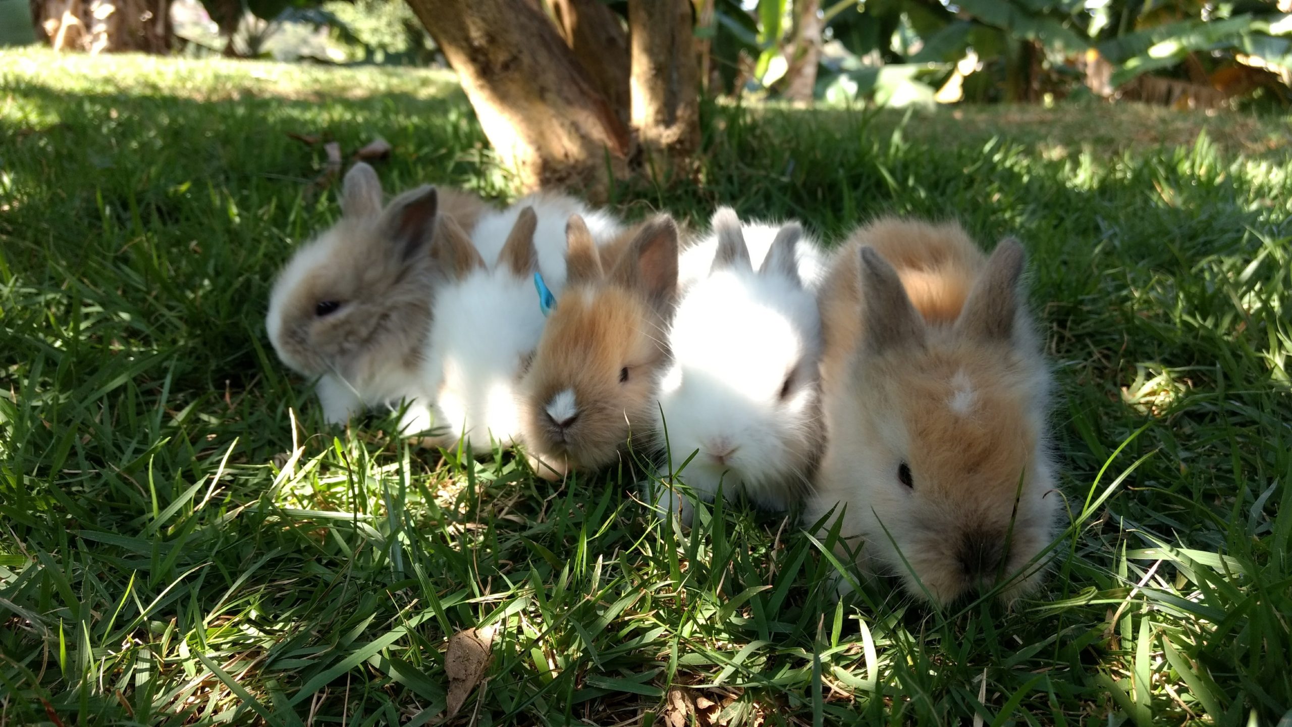 Onde comprar coelhos em BH 1