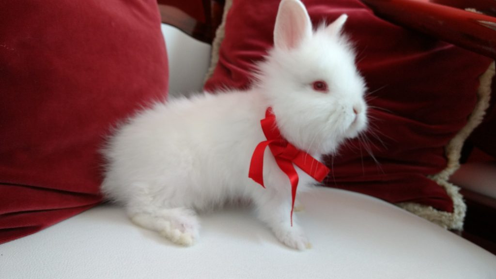 Porque ter um mini coelho